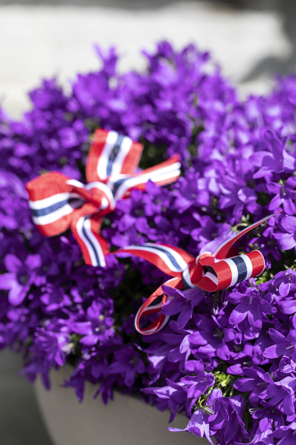 Sl&oslash;yfer i campanula