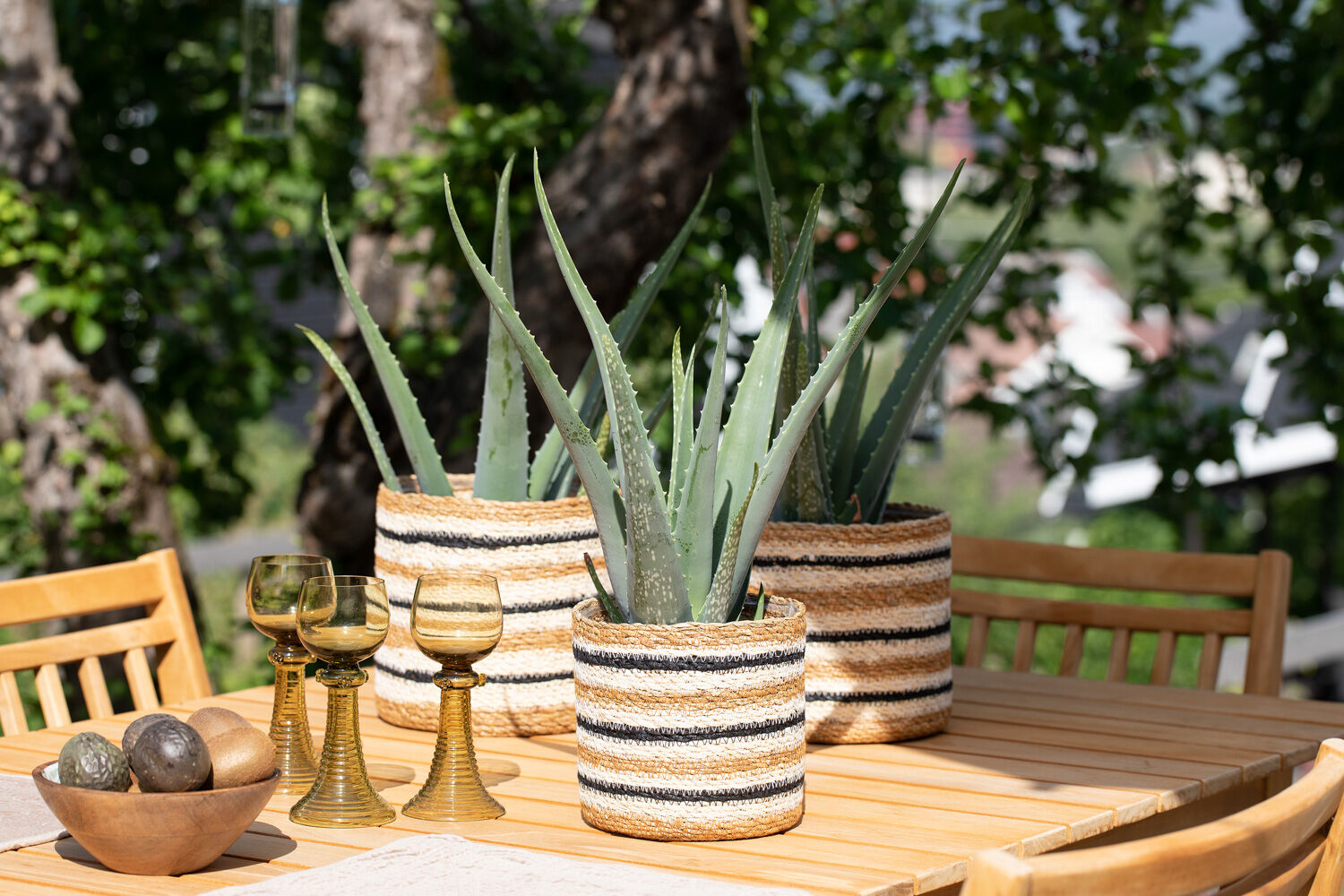 Aloe Vera er en sukkkulent