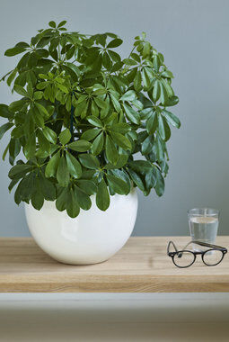 gr&oslash;nne planter schefflera i milj&oslash;