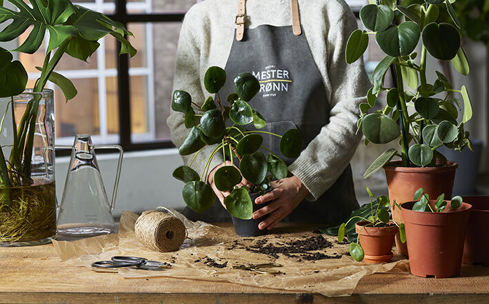 Gr&oslash;nne planter