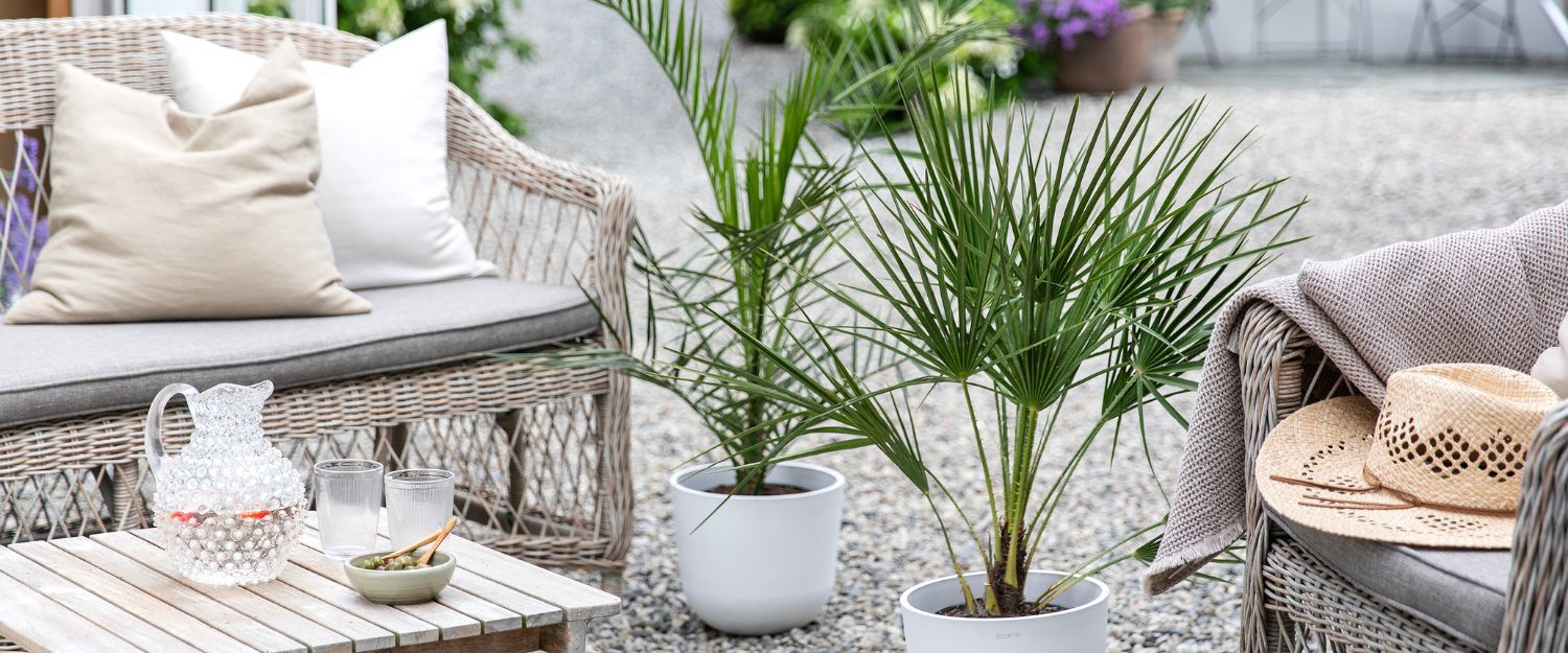 terrassepalmer