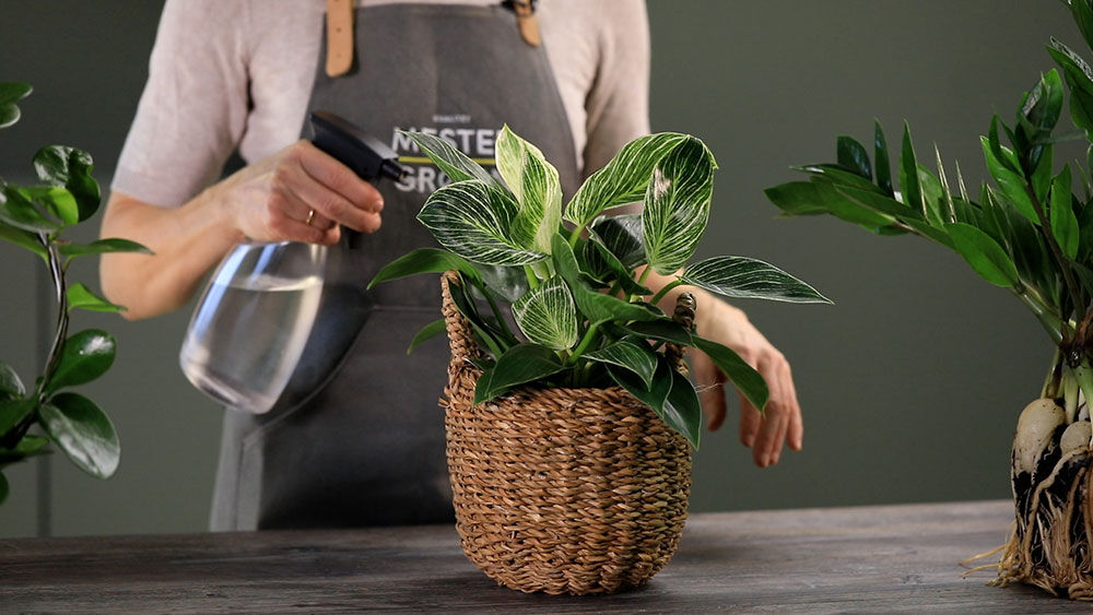 Dusj de gr&oslash;nne plantene dine