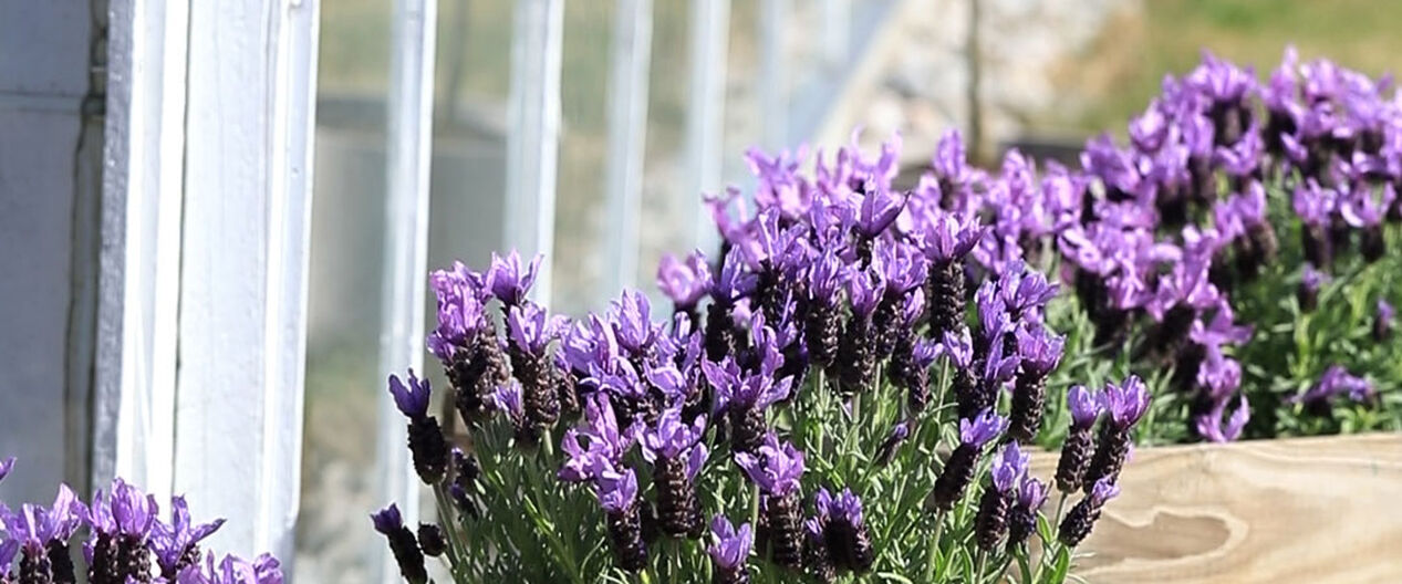 N&aring; er det tid for lavendel