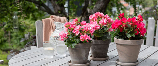 betulia &ndash; sommerens mest holdbare blomst