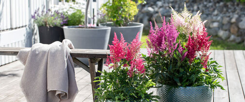 Astilbe i flere farger