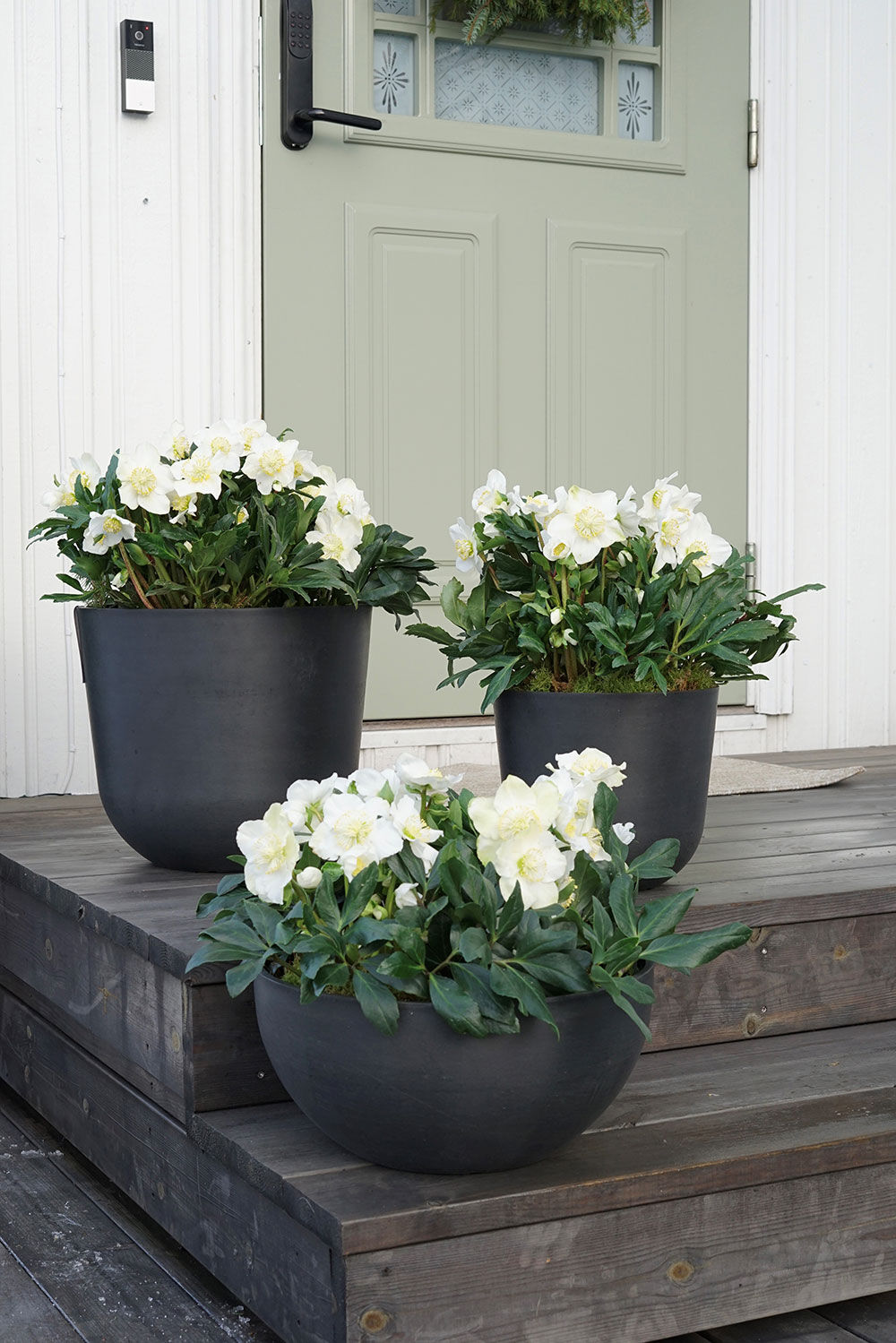 Helleborus