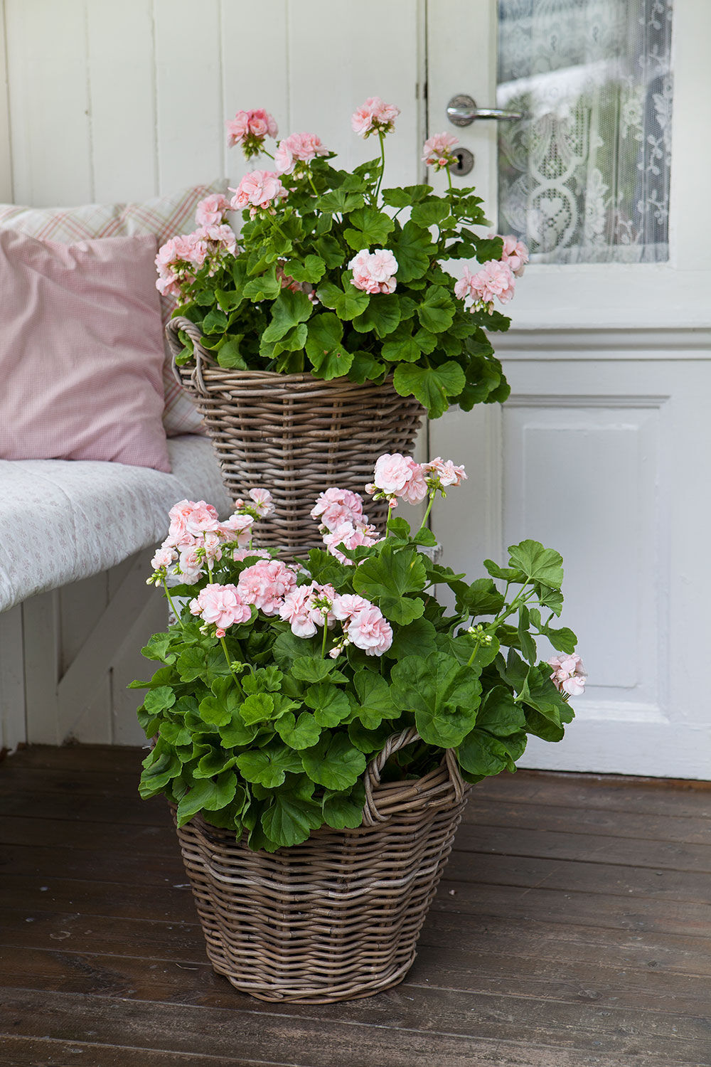 Pelargonia "Dronning Ingrid"