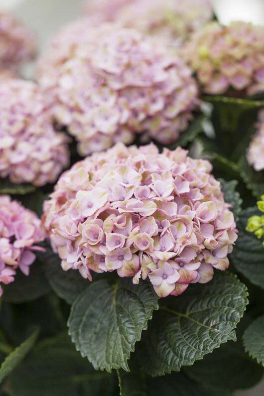 Hortensia magical busk