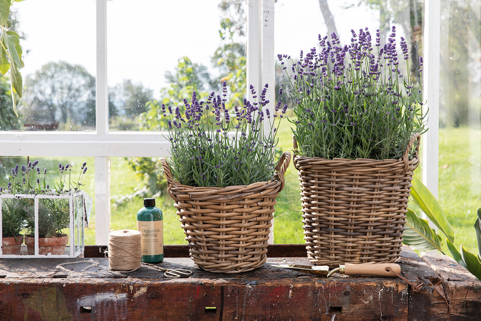 Lavendel hidcote staude