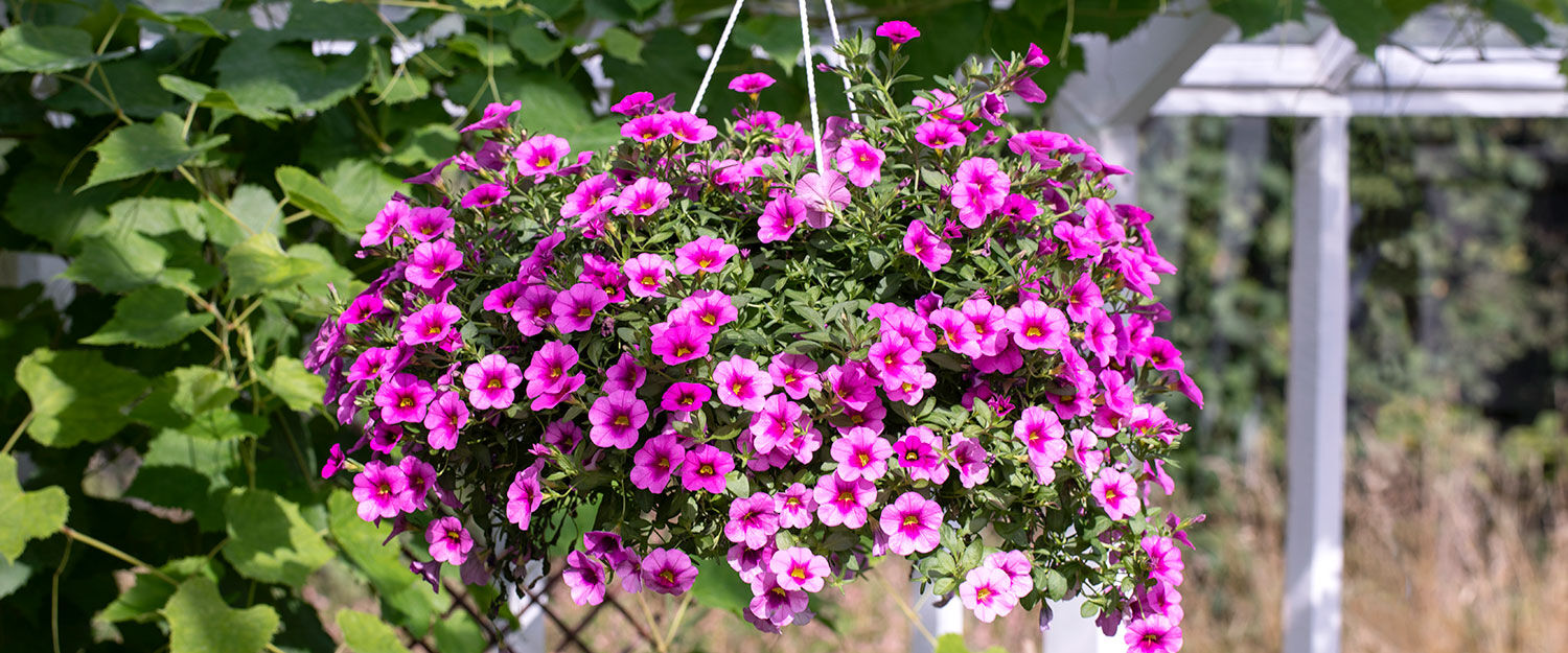 Petunia  Carillion Million Bells