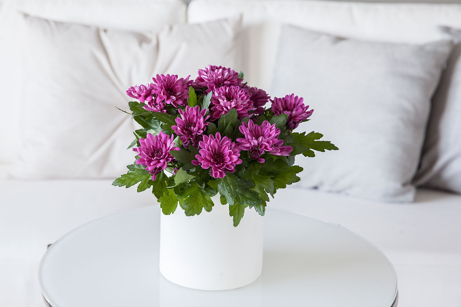 krysantemum 