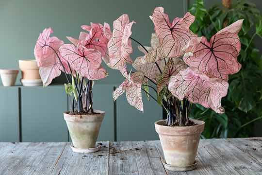 Caladium har vakre vakre bladtegninger