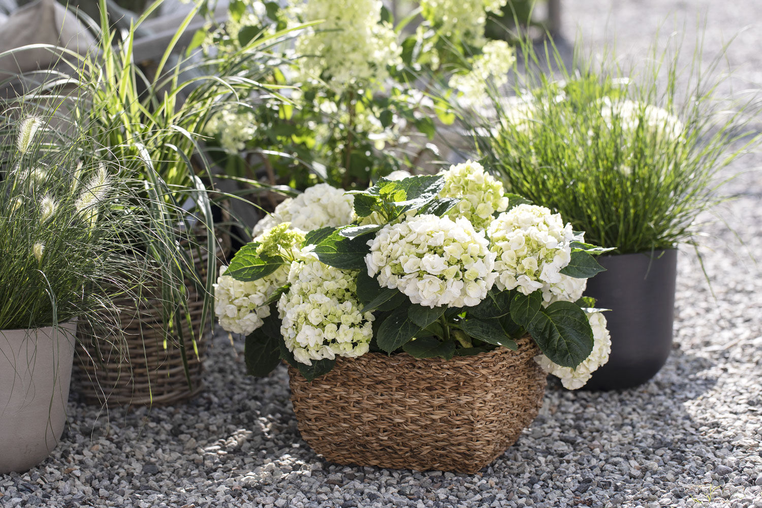 Hortensia