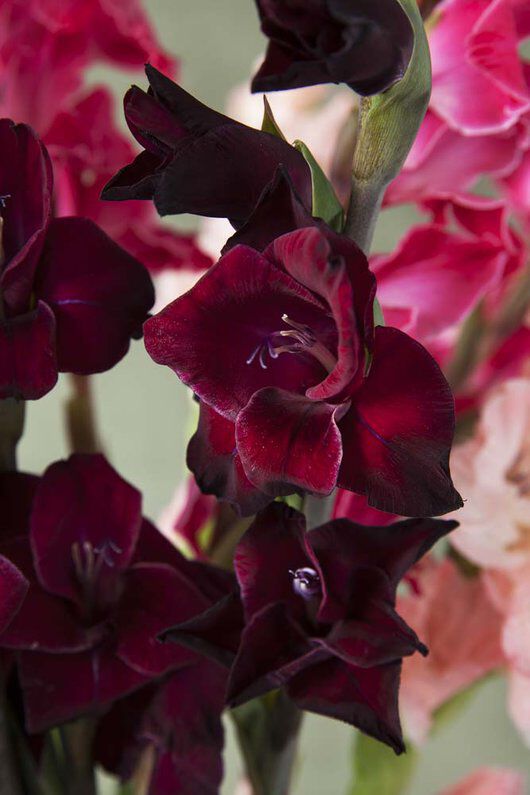 Gladioler i dyp burgunder farge