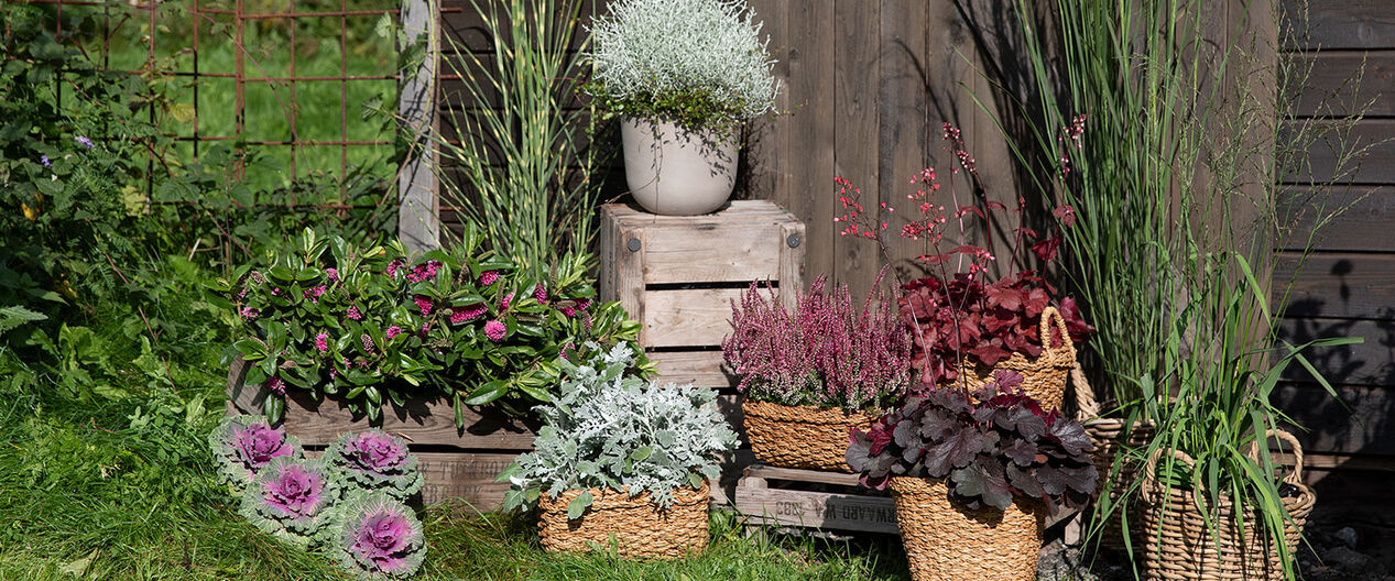 h&oslash;stblomster ute i milj&oslash;
