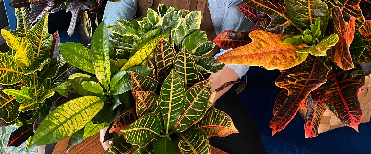 Kroton Gr&oslash;nn plante