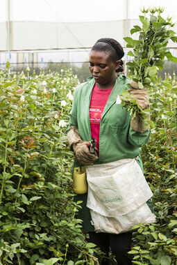 Fairtrade roseplantasje