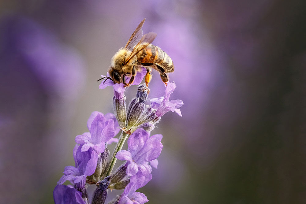 Bievennlig lavendel