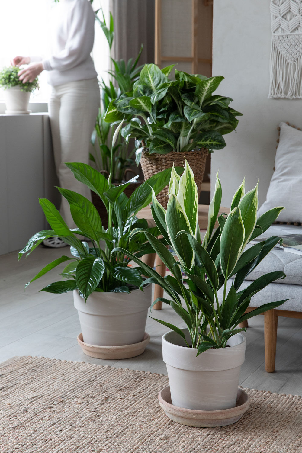 Gr&oslash;nne planter i milj&oslash;