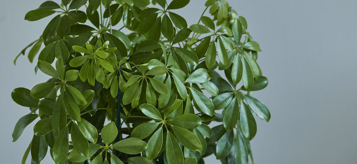 gr&oslash;nne planter schefflera 