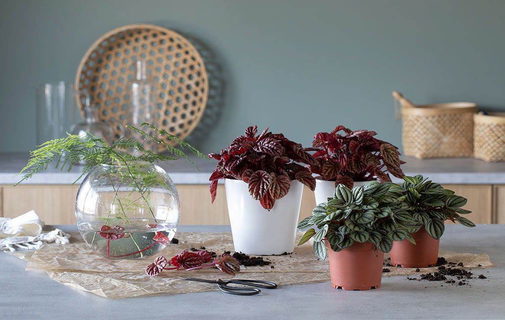 Peperomia