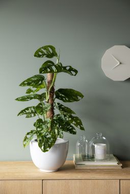 monstera monkey mask