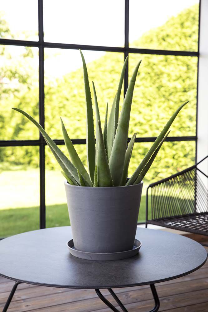 Aloe Vera i ecopots utepotte
