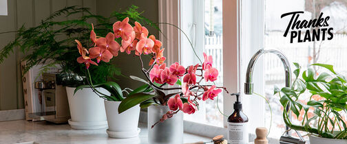 Skap et blomstrende hjem med vakre orkid&eacute;er