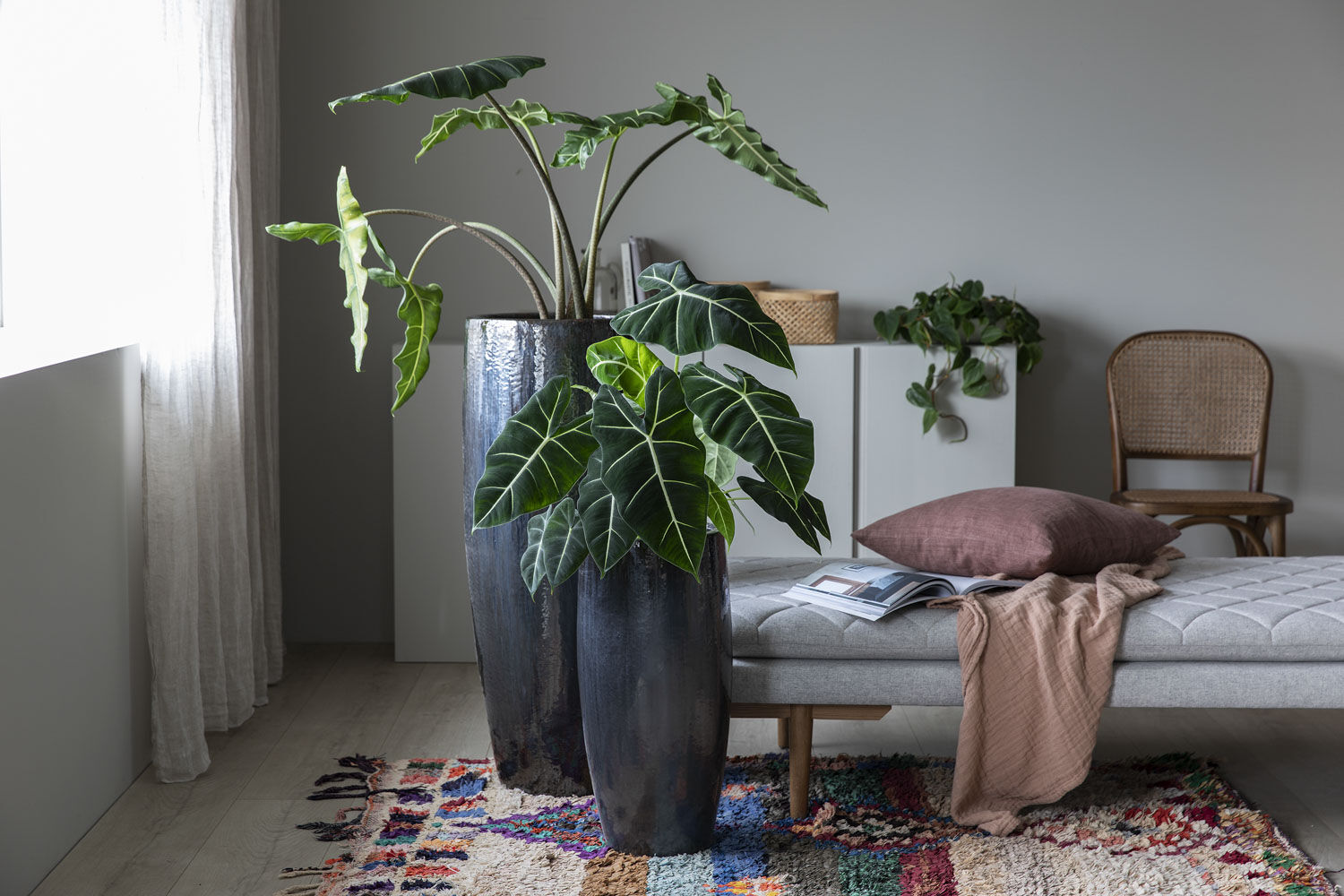 Alocasia 