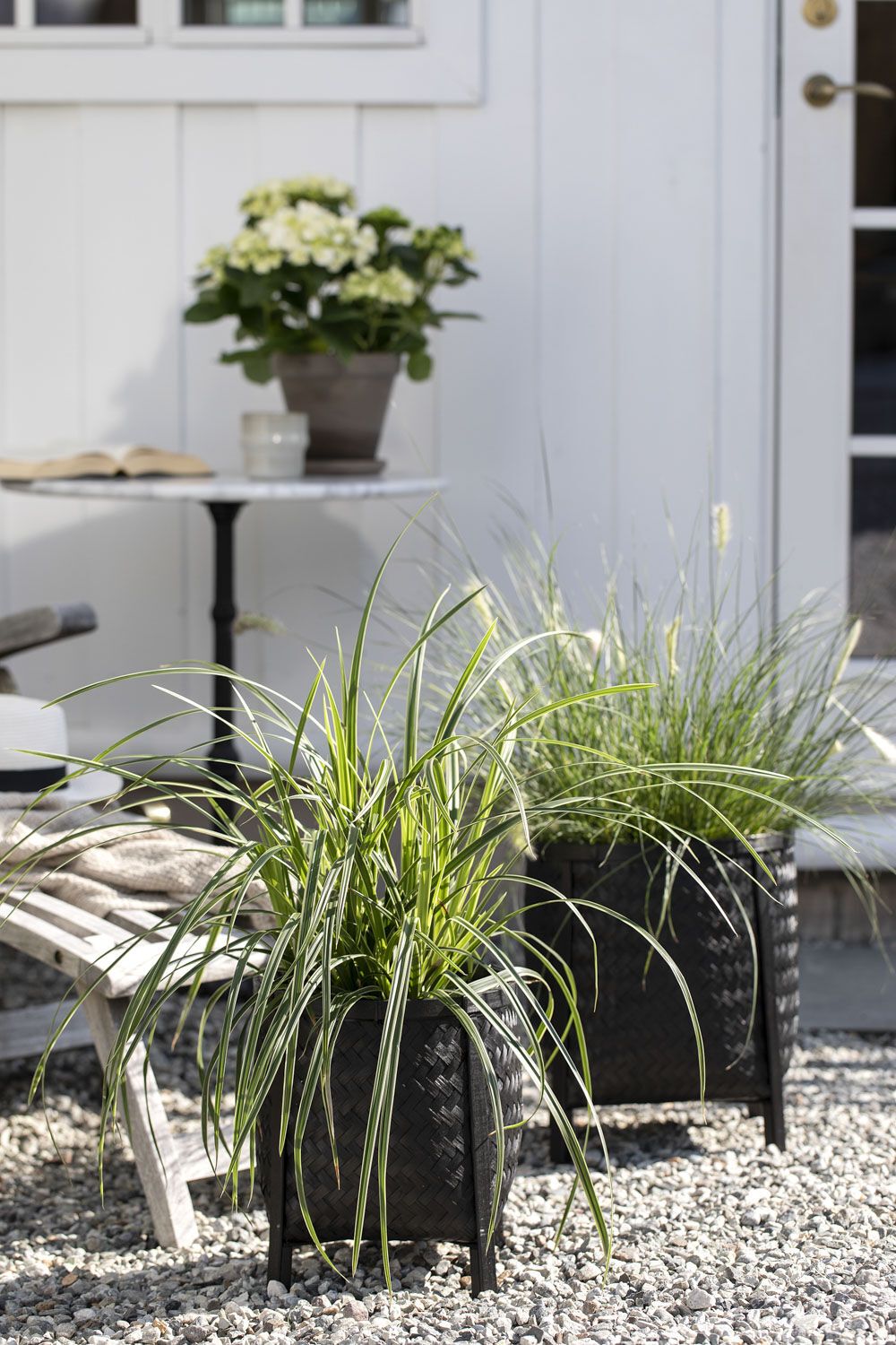 Carex prydgress