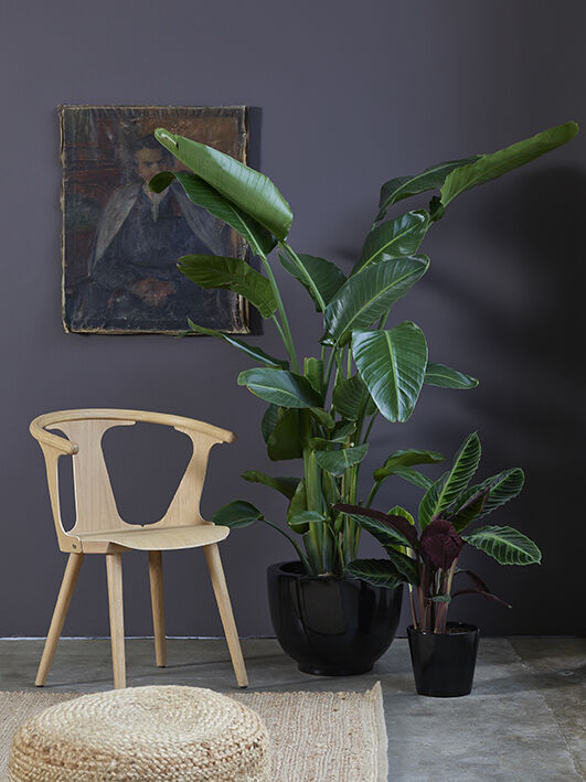 Strelitzia nicolai