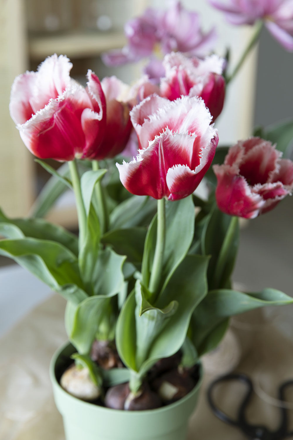 Tulipaner l&oslash;kblomst