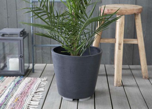 gr&oslash;nne planter_areca i potte med pottef&oslash;tter