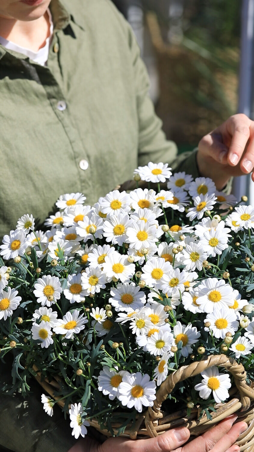 Margeritt