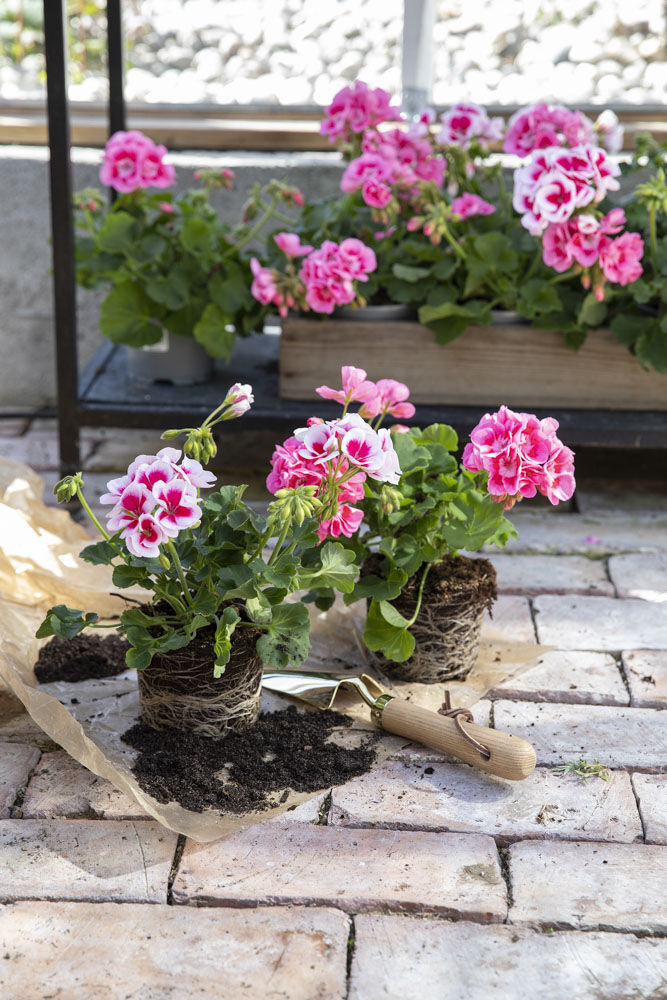 Flerfarget Pelargonia zonale