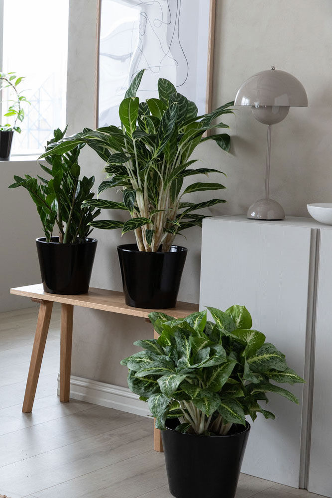Aglaonema sj&oslash;mannstr&oslash;st