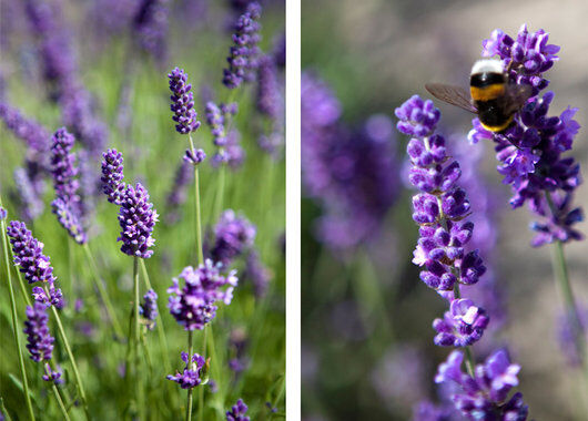 lavendel hidcote dufter deilig 
