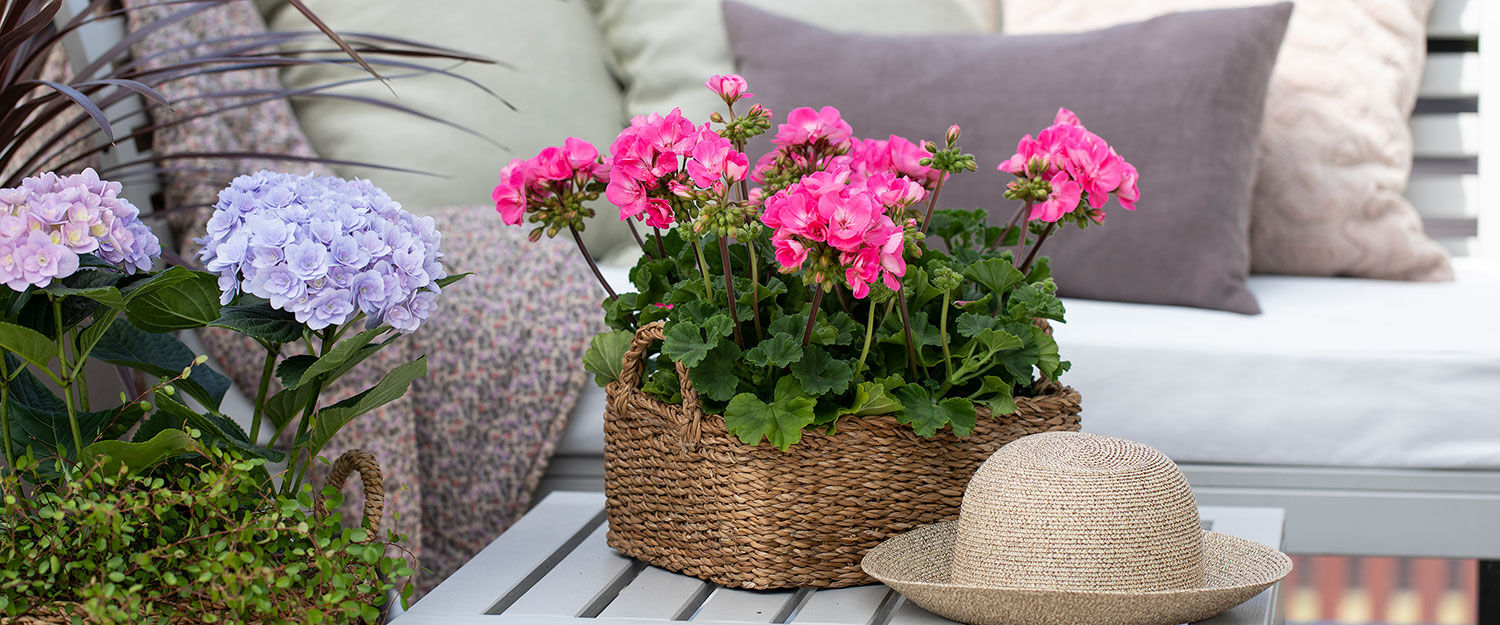 Slik steller du r&oslash;de pelargonia