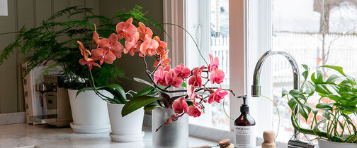 phalaenopsis orkide i milj&oslash;