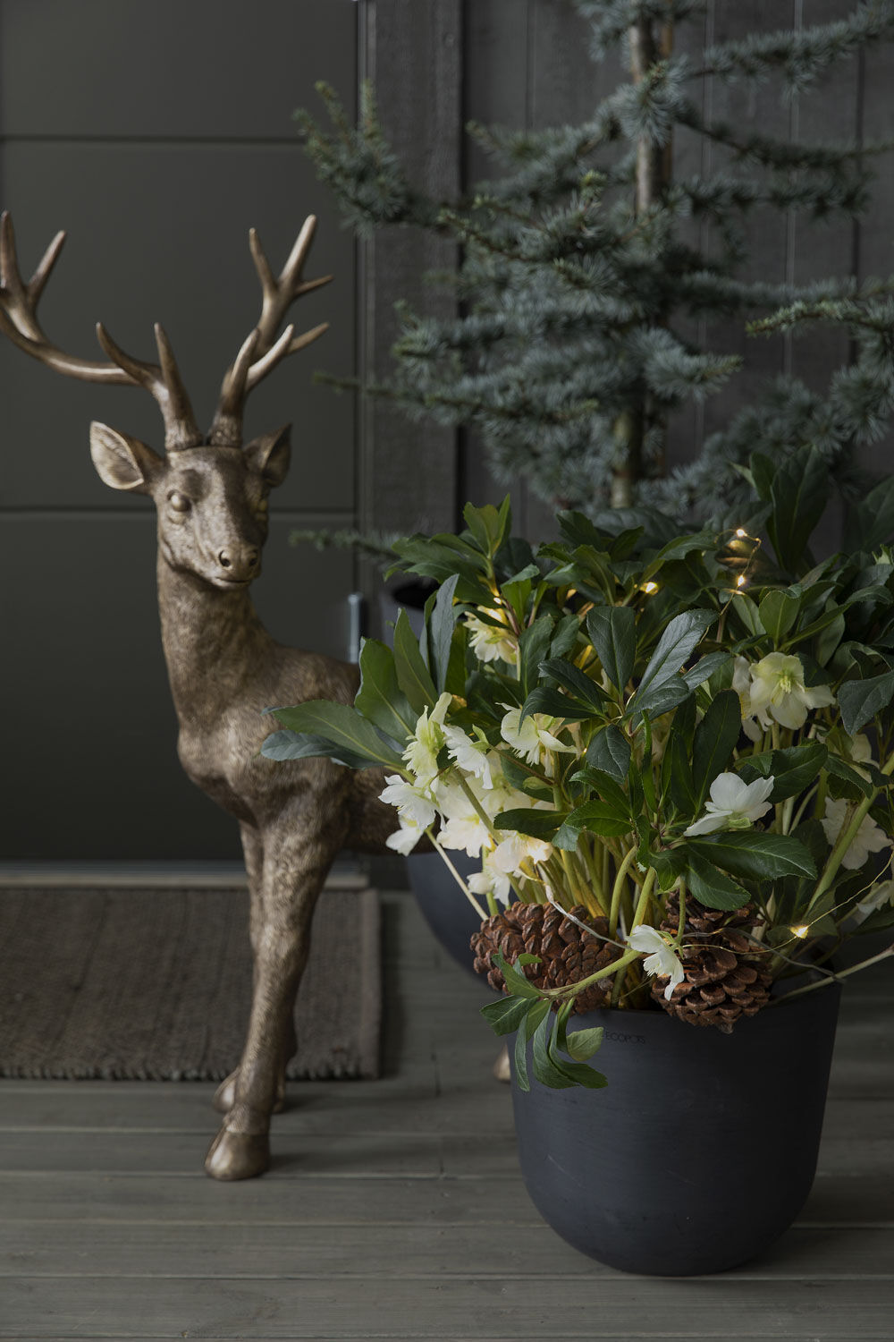 Julerose Helleborus