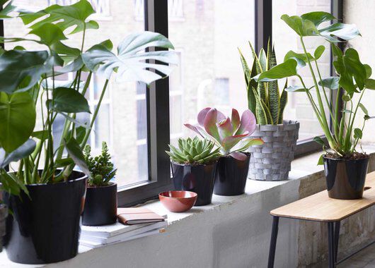 Gr&oslash;nne planter i milj&oslash;