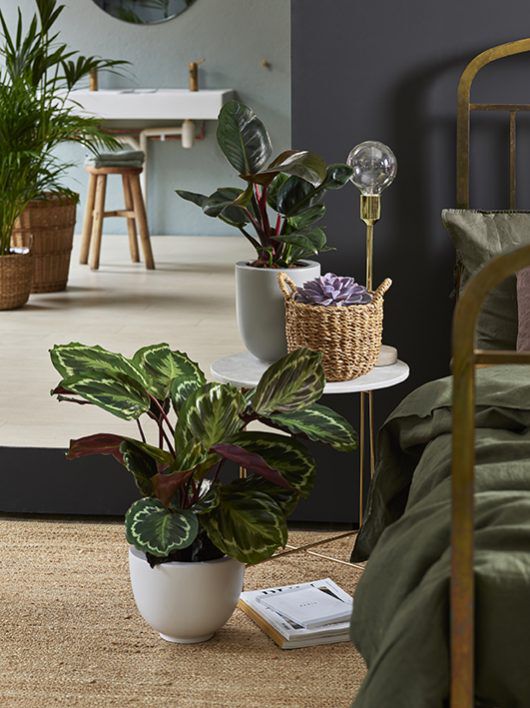 Calathea 