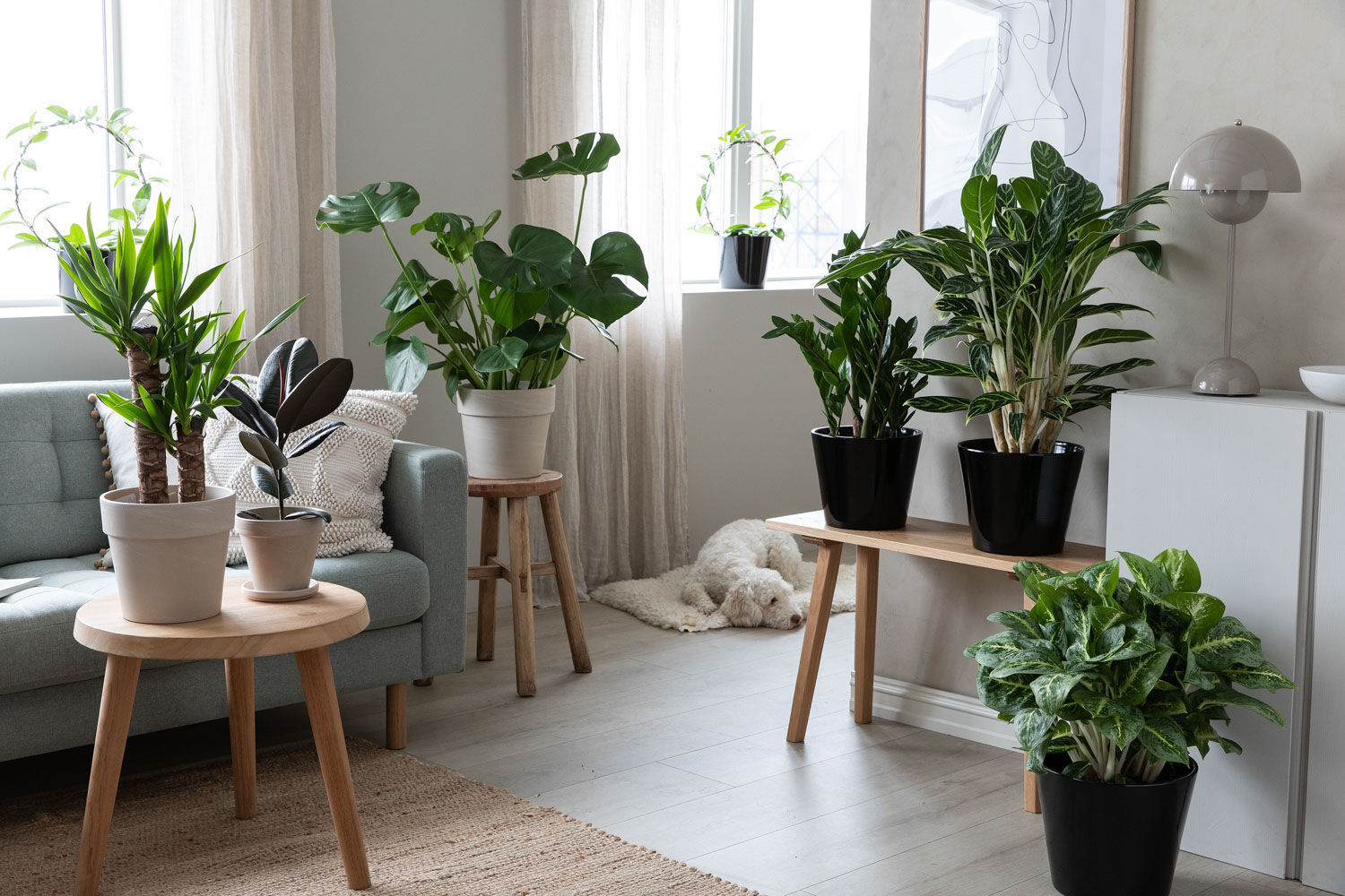Lettstelte gr&oslash;nne plante