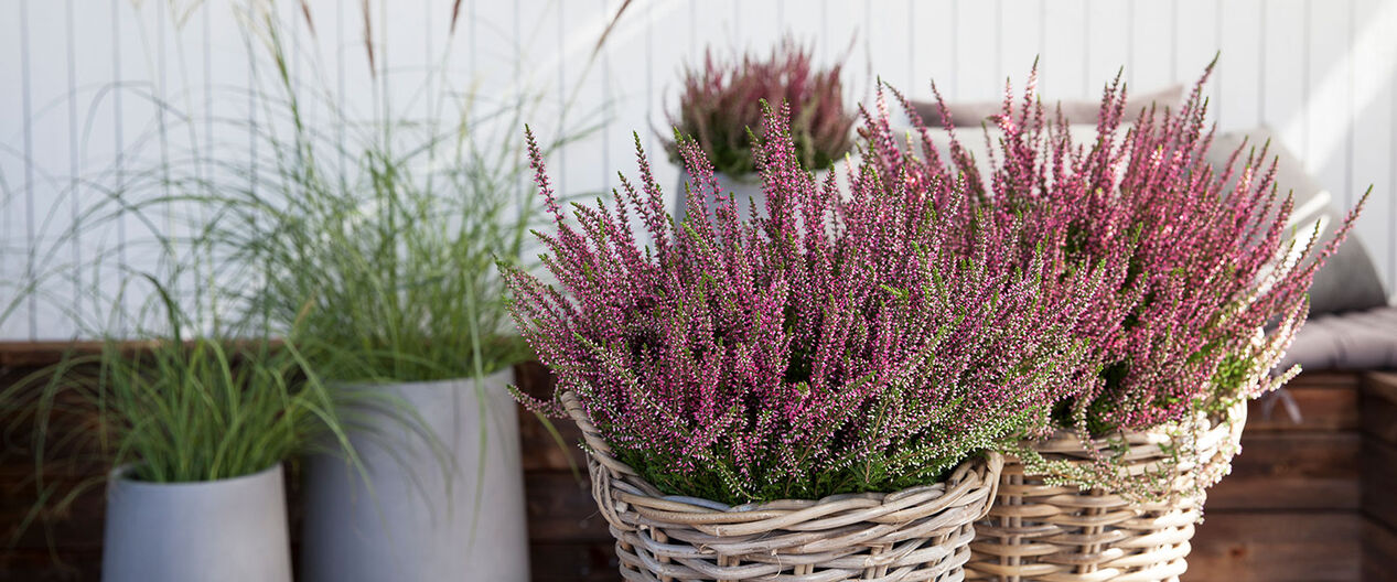 calluna lyng i kurv_h&oslash;st