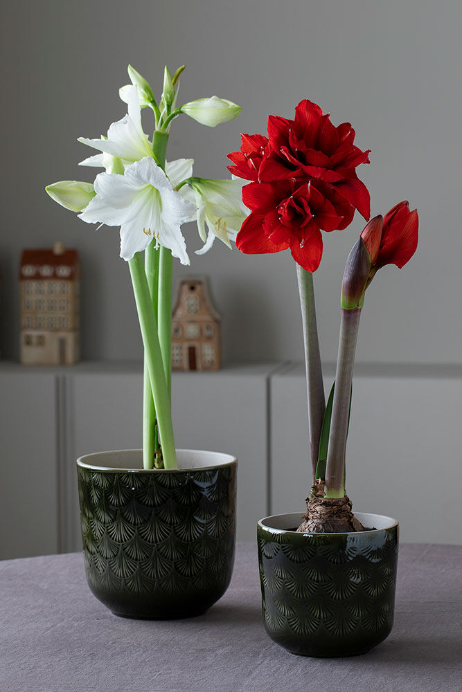 Amaryllis potte