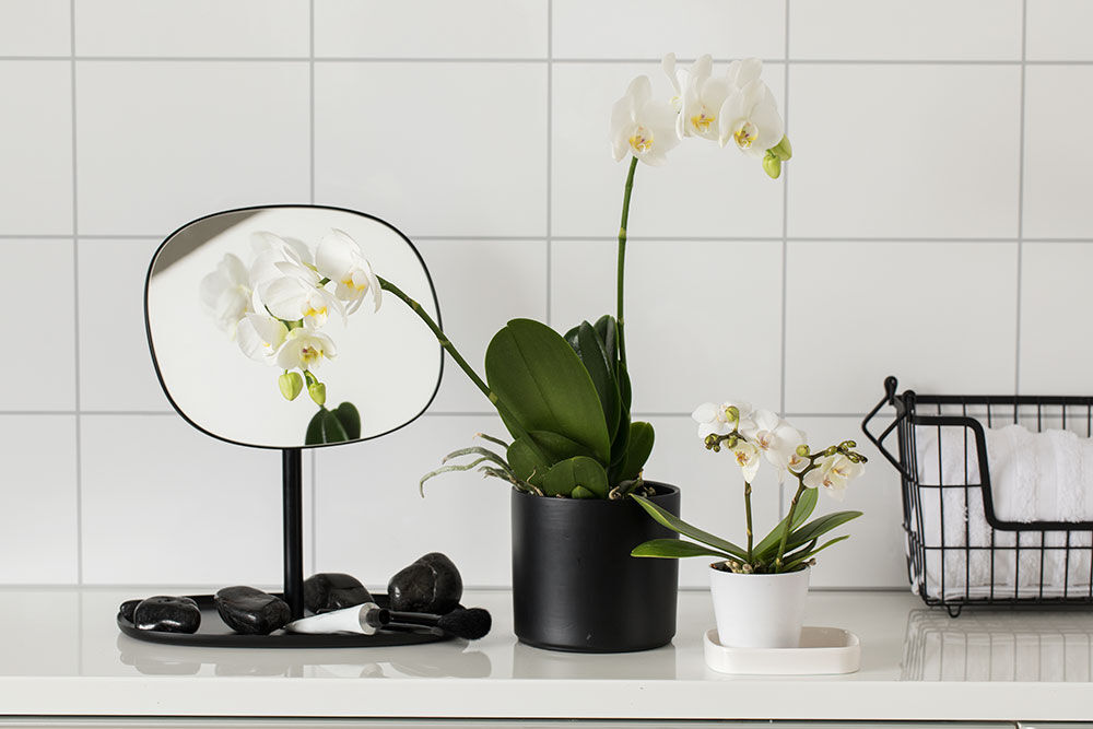 hvit phalaenopsis orkide p&aring; badet