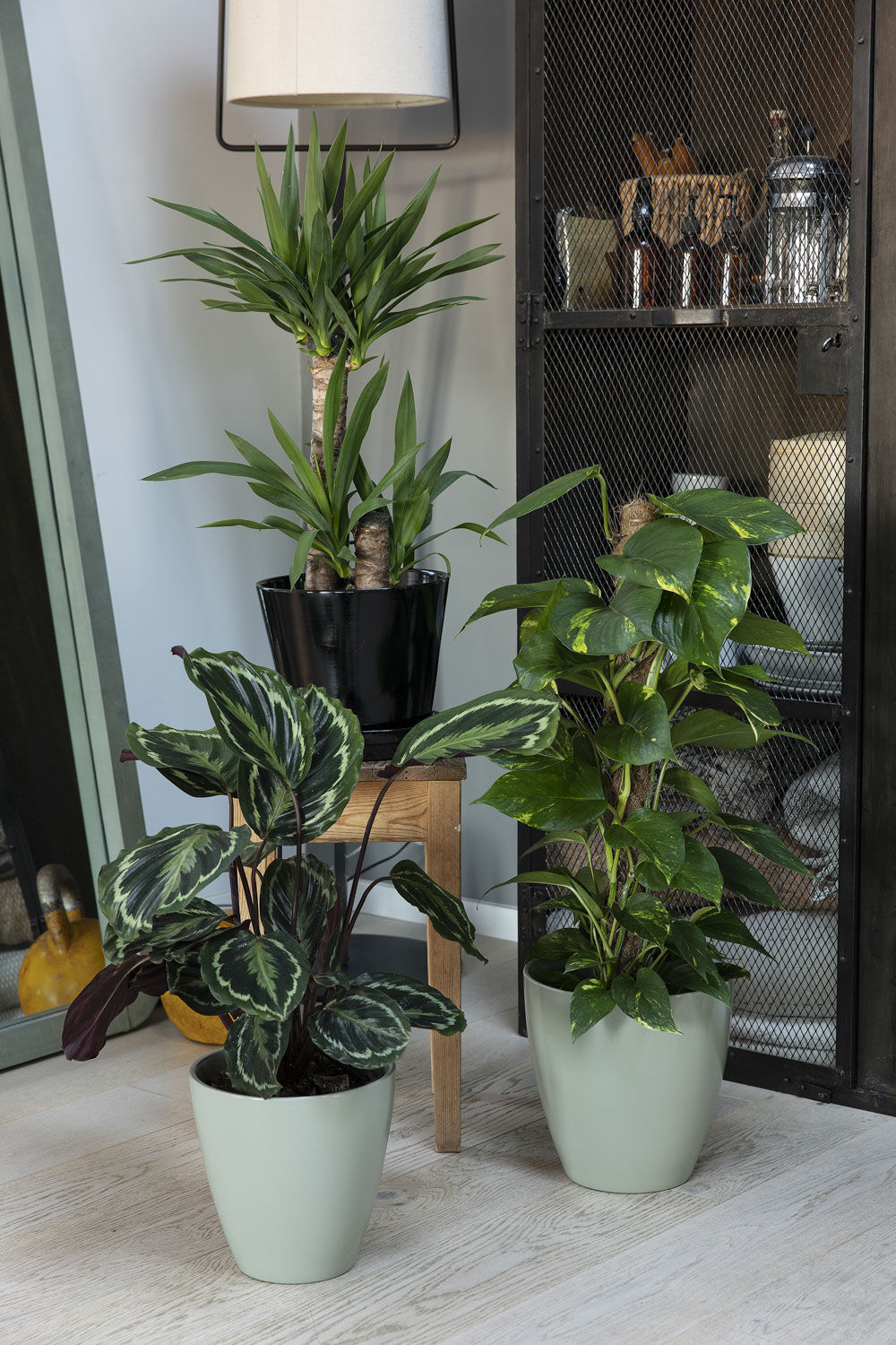 Gr&oslash;nne planter inne