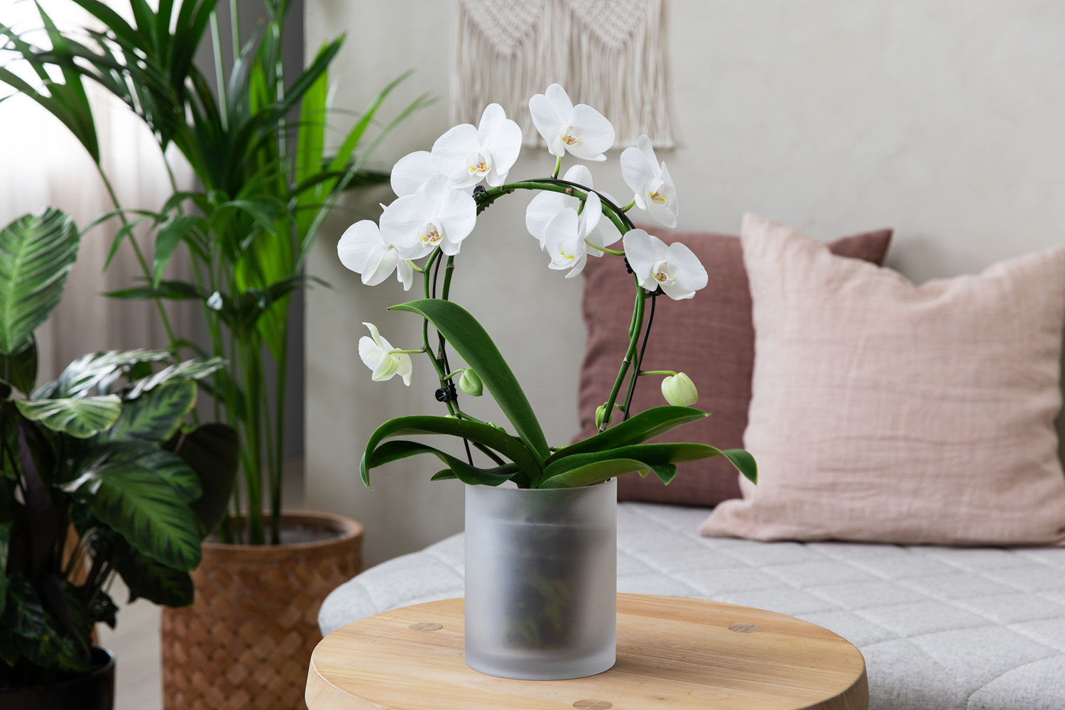Phalaenopsis orkide