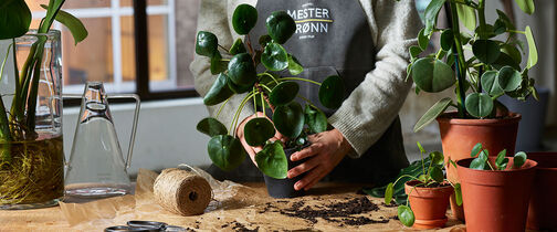 Gr&oslash;nne planter ompotting