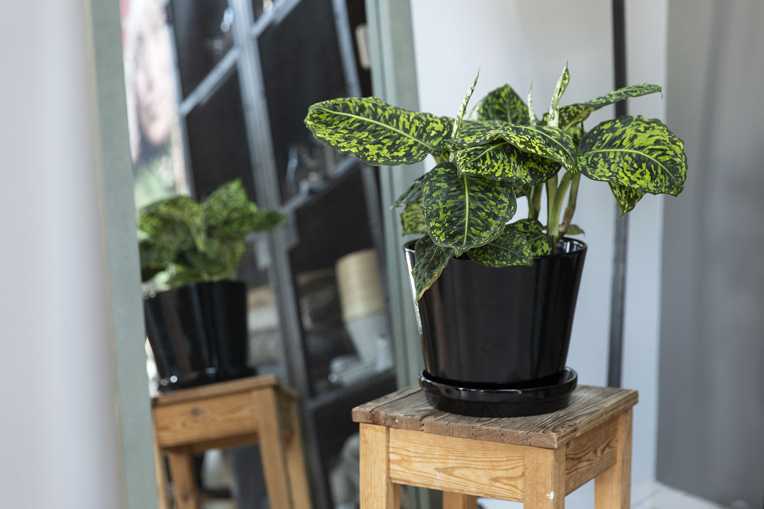 Gr&oslash;nne planter inne